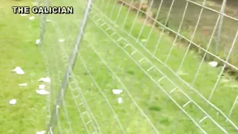 The Galician Gotta 047 screenshot 1